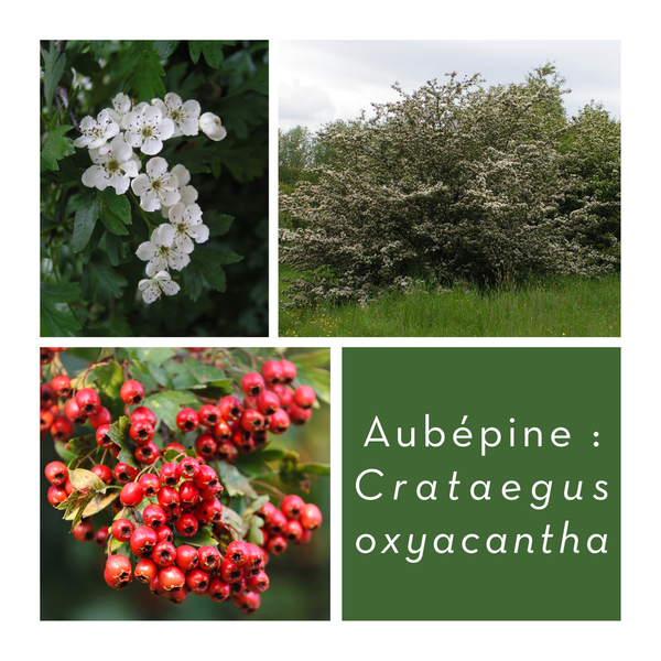 Aubépine