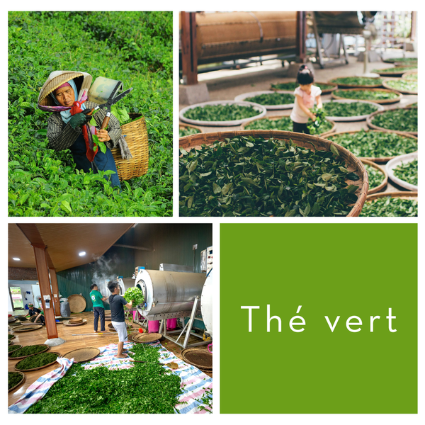Thé vert