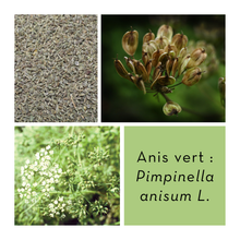 Charger l&#39;image dans la galerie, ANIS VERT - Fruit entier
