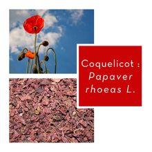 Charger l&#39;image dans la galerie, COQUELICOT - Pétales entiers
