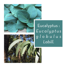 Charger l&#39;image dans la galerie, EUCALYPTUS - Feuille coupée

