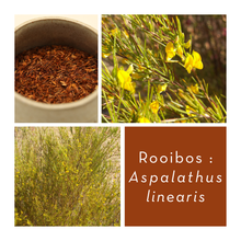 Charger l&#39;image dans la galerie, ROOIBOS ROUGE - Feuilles coupées
