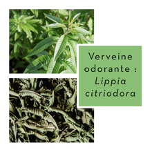 Charger l&#39;image dans la galerie, VERVEINE ODORANTE - Feuilles coupées
