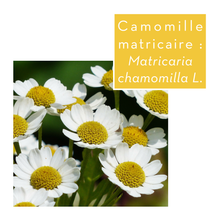 Charger l&#39;image dans la galerie, CAMOMILLE MATRICAIRE - Fleurs
